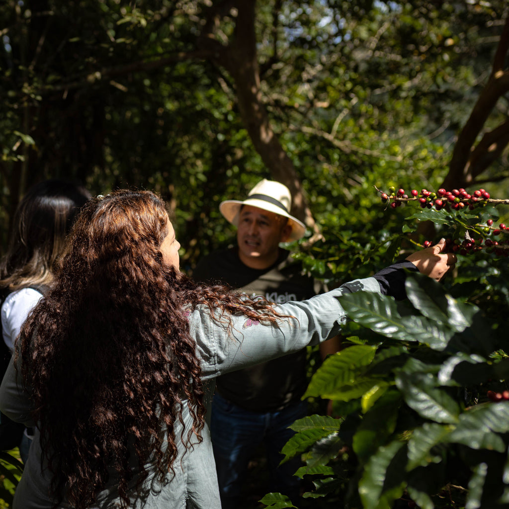 Honduras Montecillos Bourbon Natural – Medium Roast Specialty Coffee